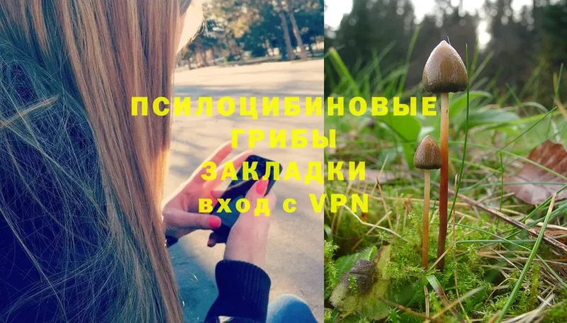 Псилоцибиновые грибы Magic Shrooms  Петровск-Забайкальский 